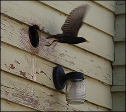 bird removal Los Altos