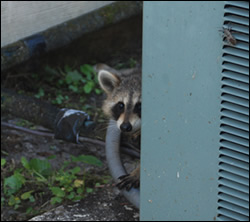 raccoon removal Los Altos