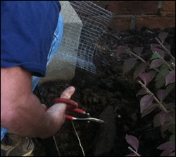 skunk removal Los Altos