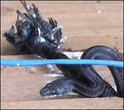 snake removal Los Altos
