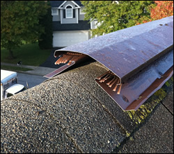Los Altos wildlife removal